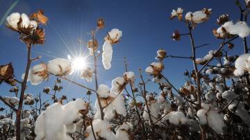 Olam Agri's fesh offer values Namoi Cotton's business at almost $145 million. File photo.