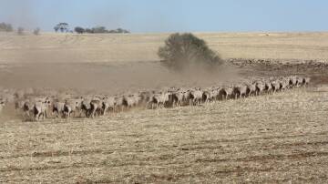WA mutton prices less than half that of SA, east coast