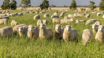 The South Australia rural property market has cooled after the back of a record run. File picture.