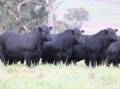 Millah Murrah T-drop bulls at 15 months of age. Picture supplied