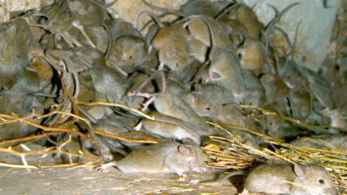 In SA, mice numbers are moderate to high on the northern Adelaide Plains, and moderate in the Mallee and on the Eyre and Yorke Peninsulas. 