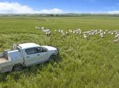 Which farm ute is truly the best? Picture supplied. 