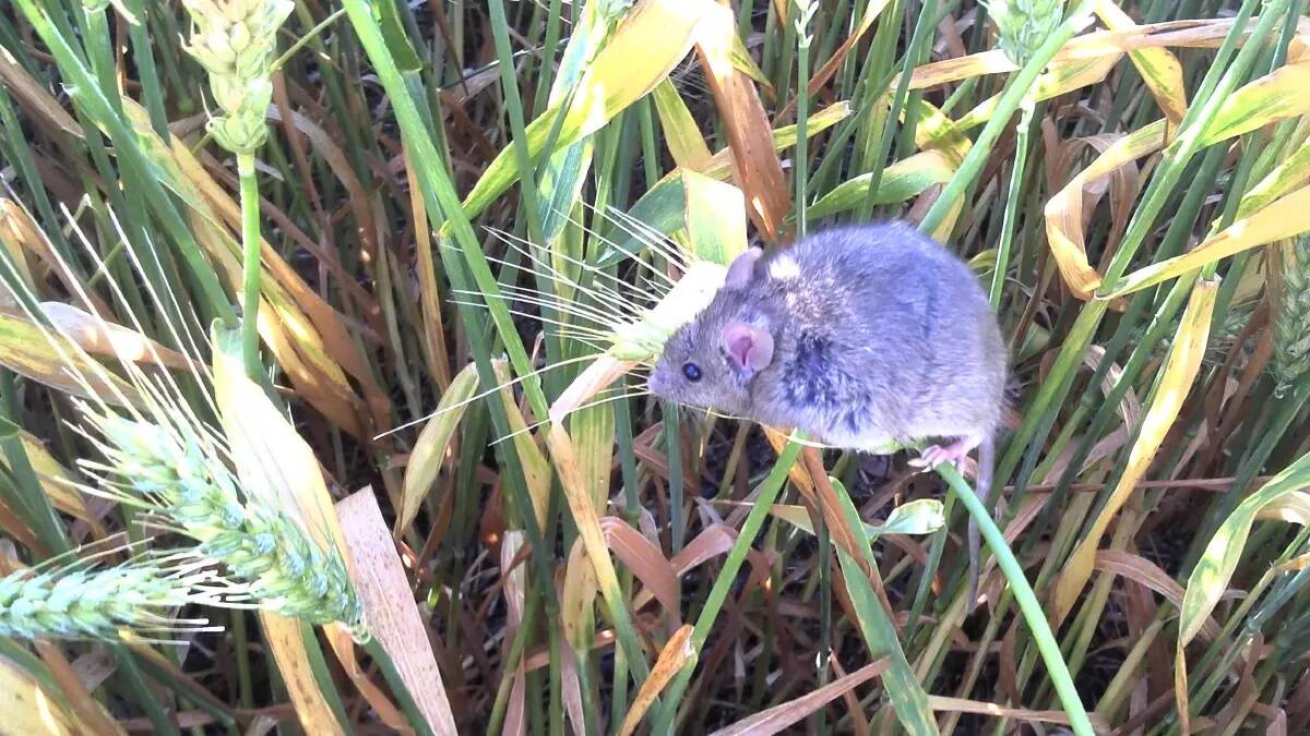 Industry professionals are concerned without access to 50g baits, mice numbers could increase at any point as seeding gets into full swing across the state. File picture
