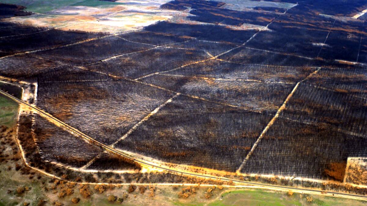 The Clay Wells Furner pine plantation following the fire.
