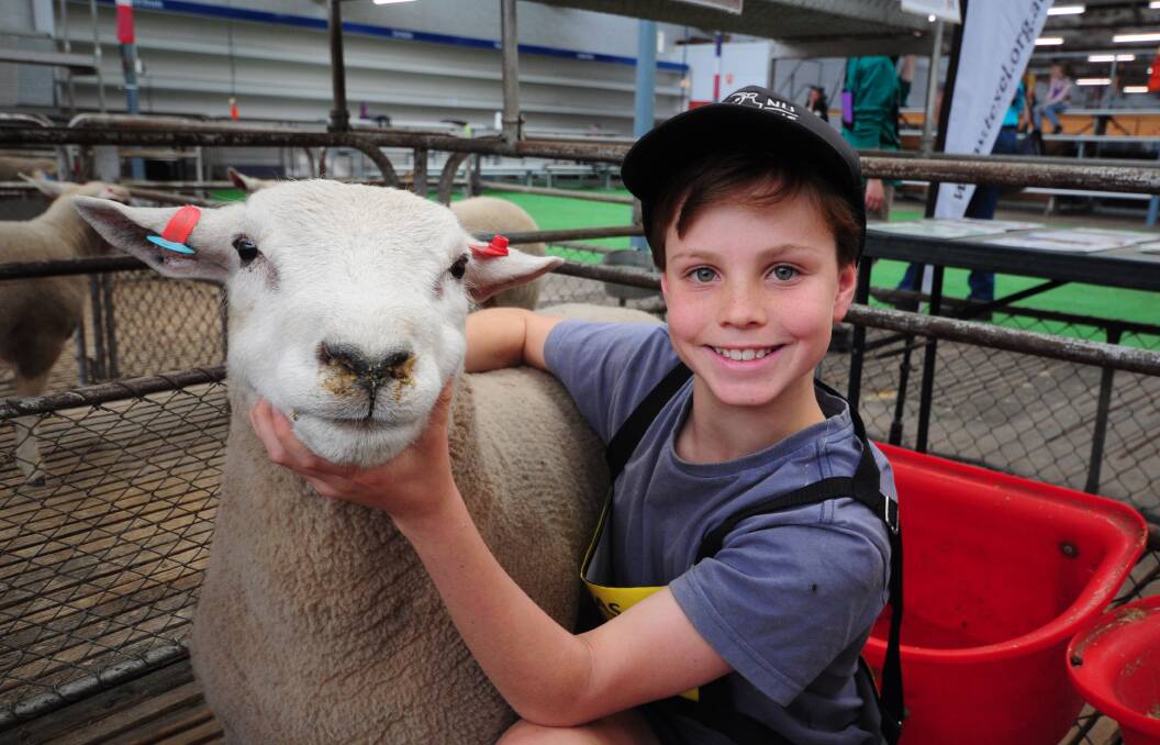 Lucas Cech, 12, Adelaide, with his ram for SA Sheep Expo, a 9-month-old Texel from Dlorrah Park. Picture by Katie Jackson. 