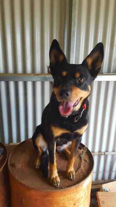 Pilliga, who Angie describes as her heart dog, was her first Kelpie, but unfortunately passed away at eight-years-old. 