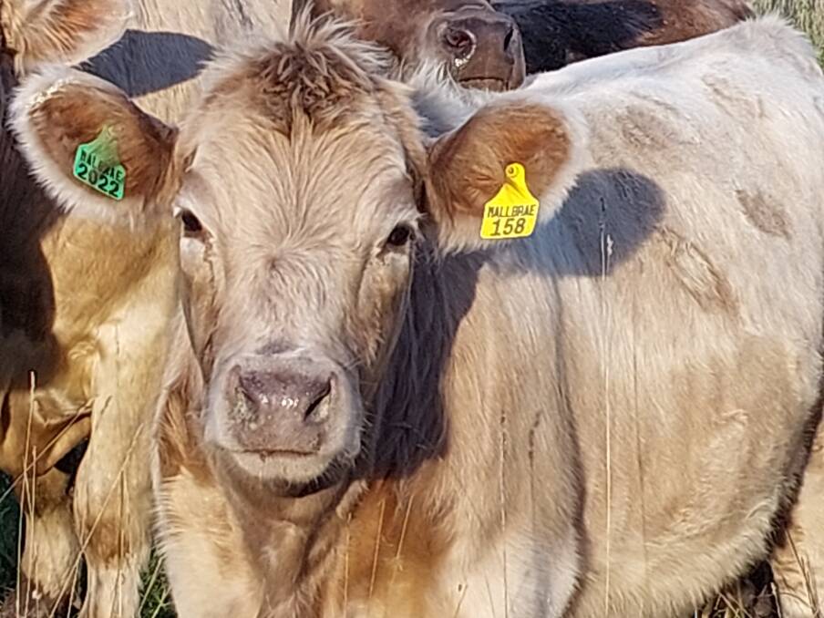 One of the quality Murray Grey heifers being produced and fed by Mallbrae Pastoral, Wild Horse Plains for the South Australia Murray Grey Breed Promotion Group's branded beef project. Picture supplied 
