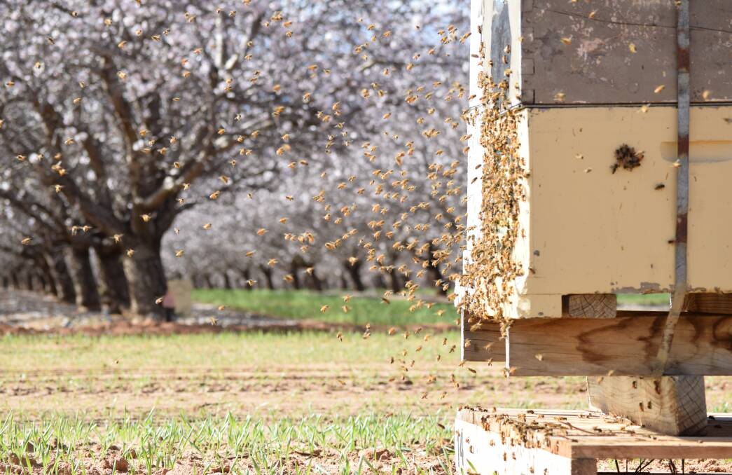 Varroa mite could be a serious threat to the bee industry in SA, which will impact other industries. Picture supplied 