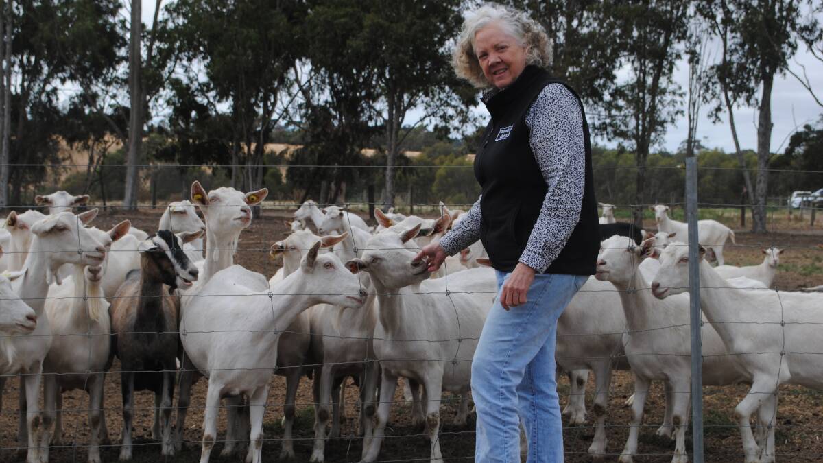 Meredith Dairy co-founder Julie Cameron with some of the milking herd. The farm has been finalised for the Royal Agricultural Society of NSW's President's Medal this week for its work on sustainability. Picture by Barry Murphy