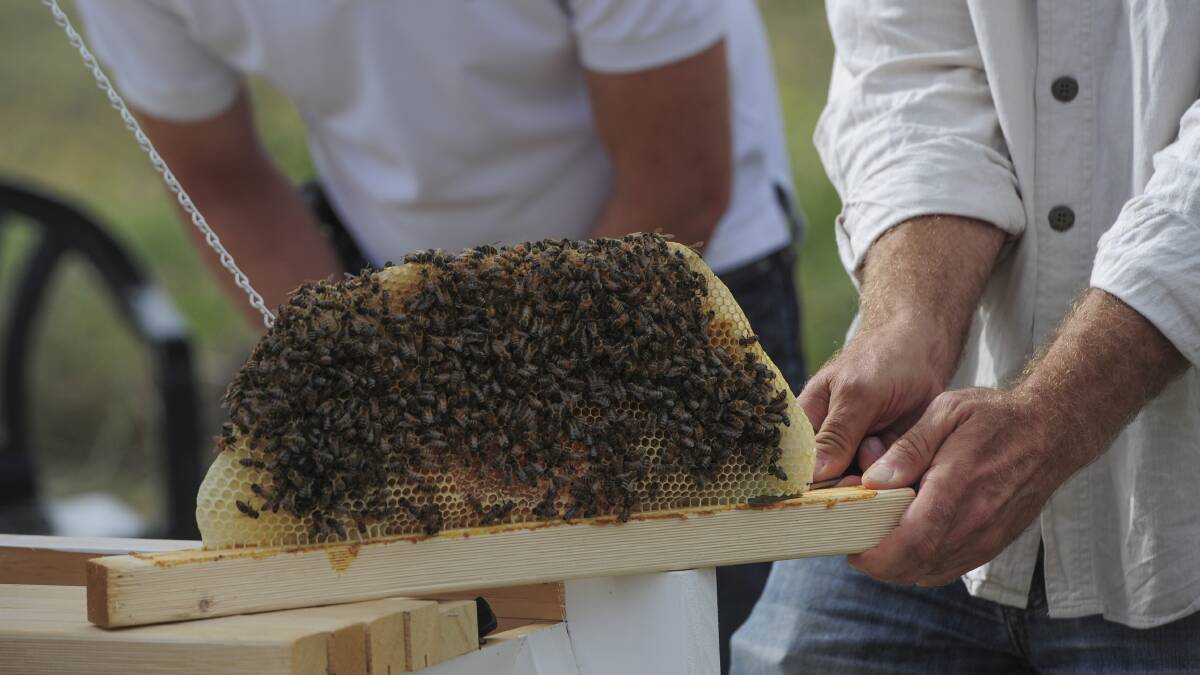 A key to the Varroa transition plan is training of apiarists. Supplied by Graham Tidy.