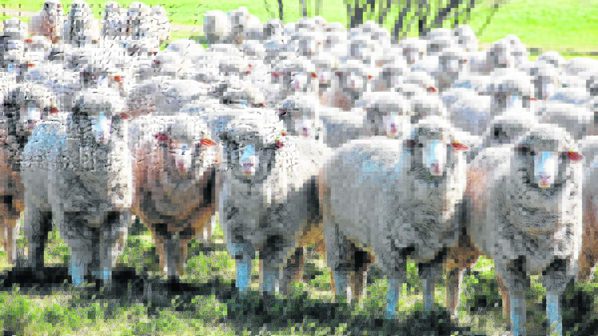 ON TRACK: CSIRO has received nearly $300,000 in federal government funding to develop a virtual fencing system fitting collars to sheep to improve weed control.