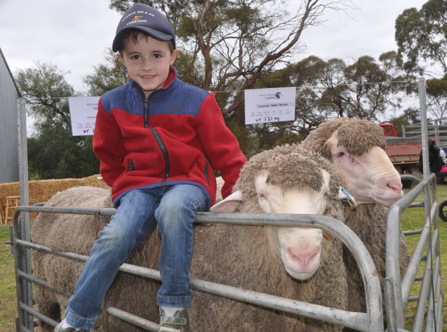 Six-year-old Charlie Vandeleur with the family's two rams for the Adelaide Merino ram sale and a ram for the Classings Classic sale at Murray Bridge, which were on display at their sale.