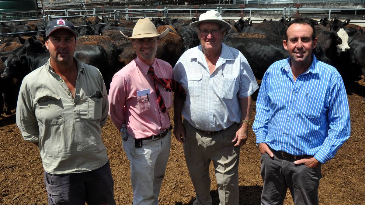 One of the Naracoorte sale's major sellers was the Johnson family from their Naracoorte, Biscuit Flat and Conmurra properties. Graham, Brian and Ian Johnson are pictured with Elders Naracoorte livestock manager Tom Dennis. Johnson Livestock, Ross Plains and Conmurra, sold 419 EU accredited Simmental-Hereford and Angus and Angus-Simmental steers to $1320 and averaged $1135. LS Johnson & Son, Springbank, Naracoorte sold 191 Simmental-Hereford-Angus steers to $1284, av $1106.