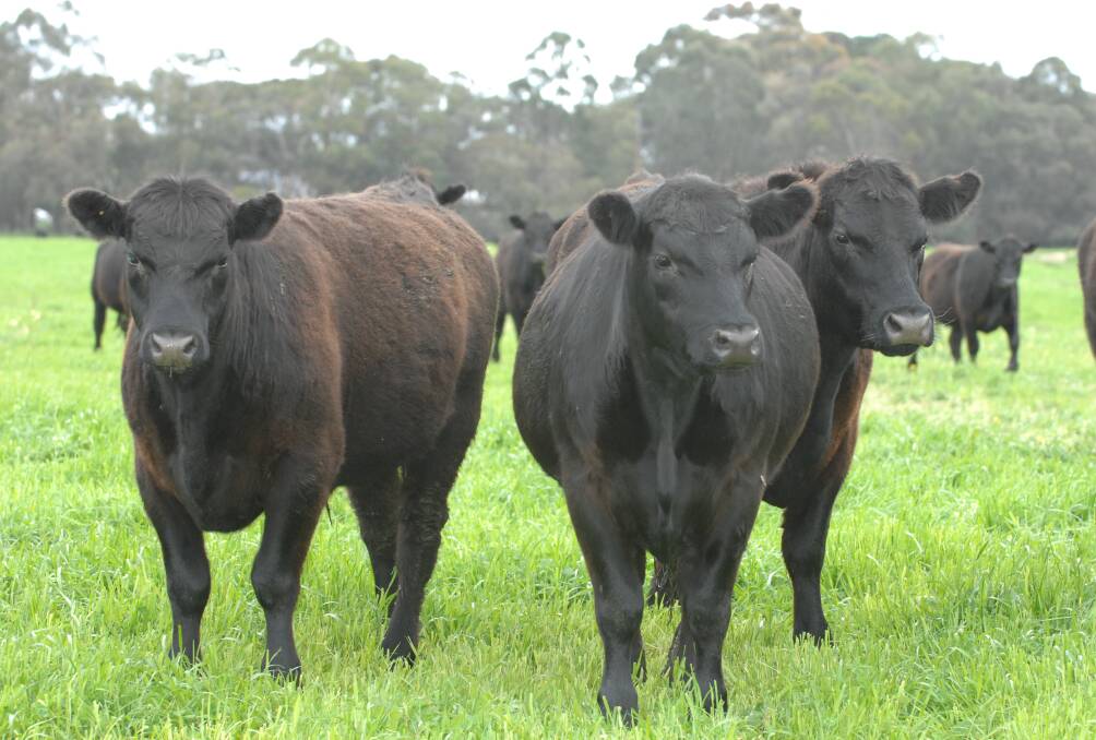South east South Australia grass-fed beef ranks well for eating quality, according to Meat Standards Australia's index.