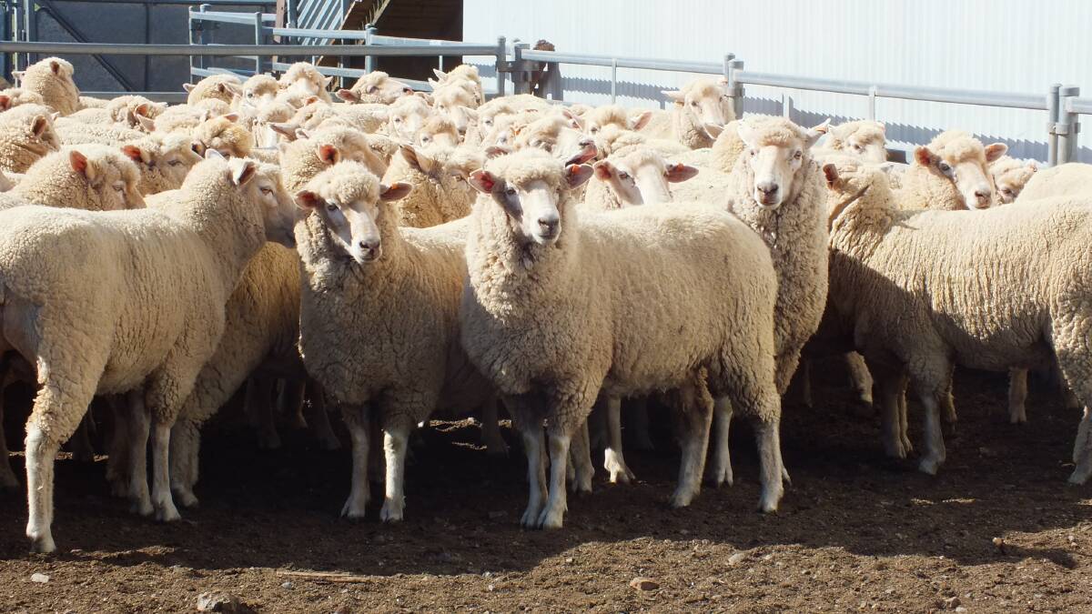 A roundtable convened by NSW Farmers with support from Livestock SA is hold a meeting to come up with a shared advocacy approach on the national roll out of sheep and goat eID. File photo