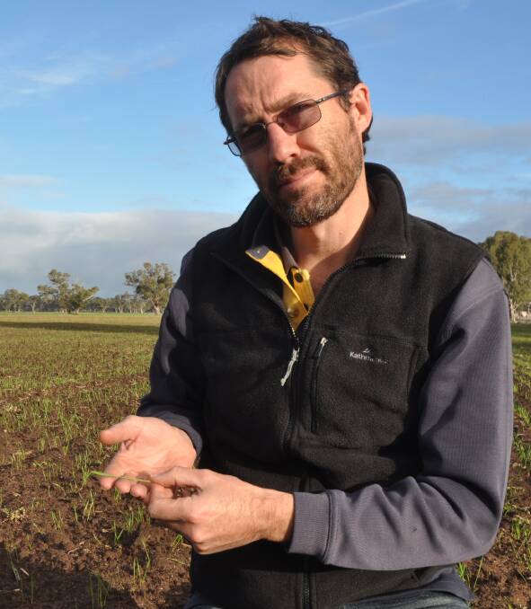 UNWANTED FIND: Vic West Wimmera agronomist Simon Mock found the first outbreak of Russian wheat aphid in the Upper South East last week in an emerging barley crop.