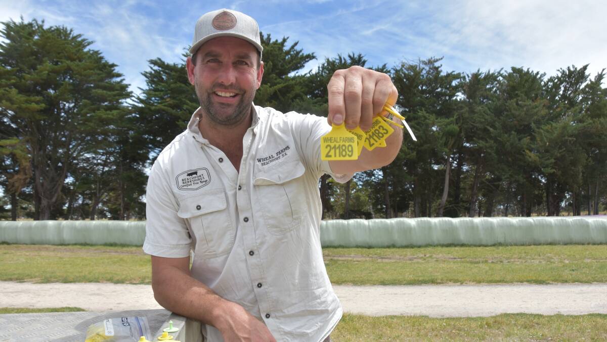 Beachport livestock producer Mark Wheal supports the need for eID in the nation's sheep flock but is frustrated that the discussion around implementation has not included new tag technology such as UHF.