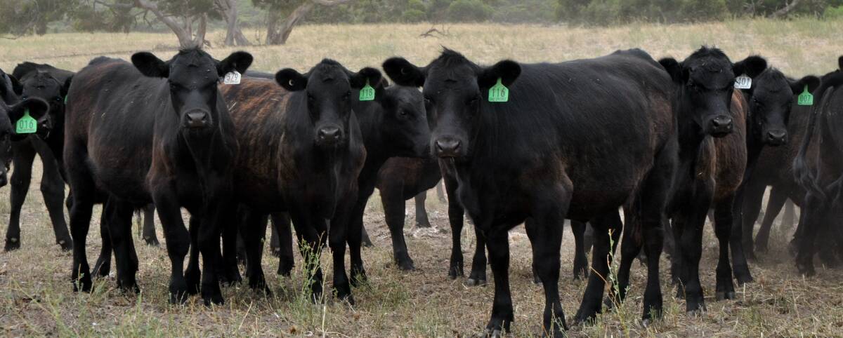 MARKET OPTIONS: Emu Springs Pastoral, Tintinara has moved from a Hereford herd which came with the property to Angus cattle for increased marketing options.