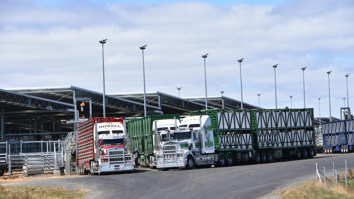 A good number of Victorian border cattle are being trucked to northern NSW and southern Queensland at the moment, agents report.