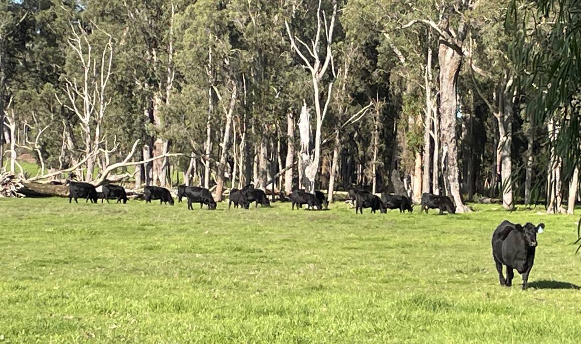 Data is showing the overall trend of Australia's red meat industry is towards a reduction in greenhouse gas emissions. Picture by Andrew Marshall.
