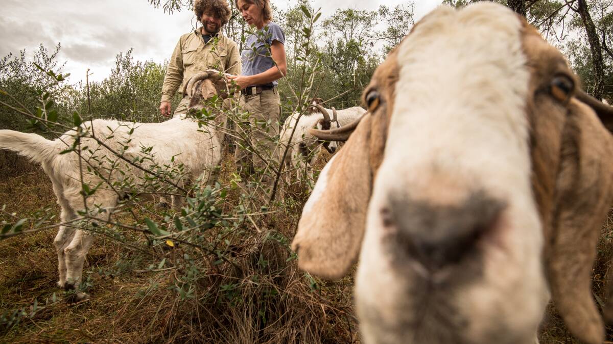 Goats no overnight fad, report shows