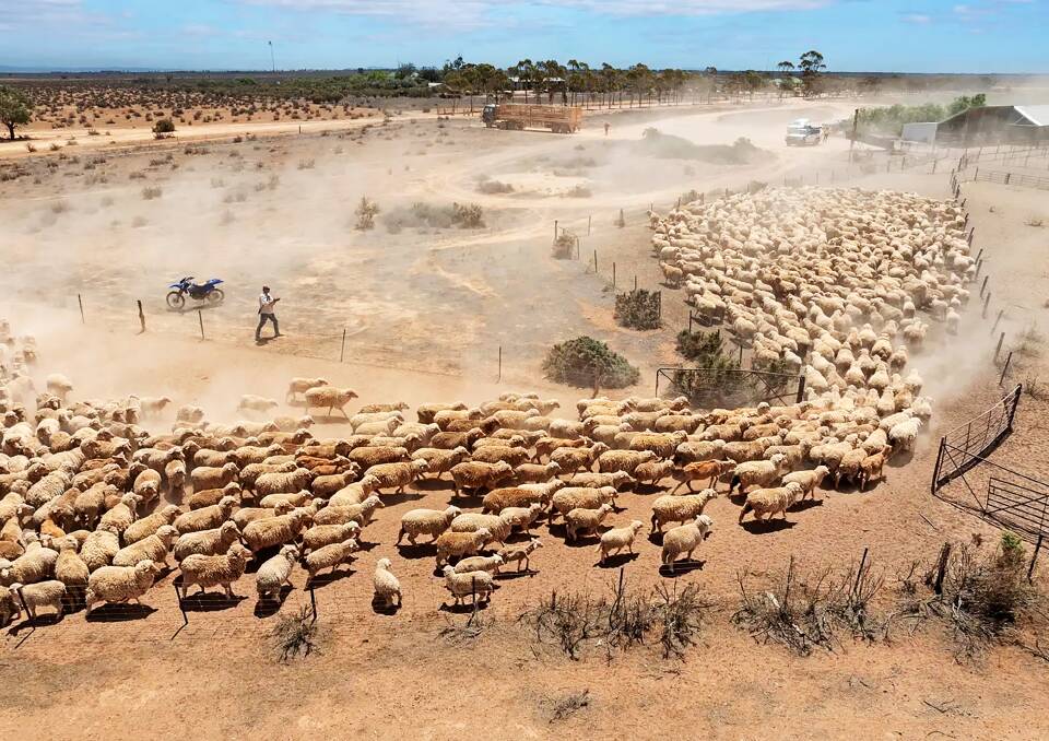 Big sheep station going to auction near Burra