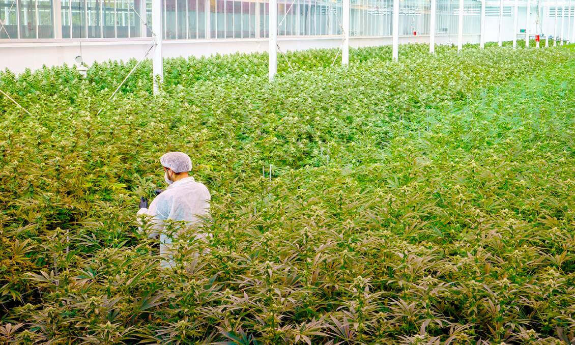 The growing of medicinal marijuana is still continuing at Mildura. Pictures from Cann Group. 