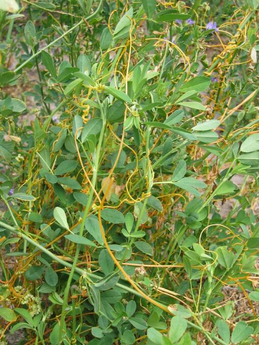 Golden Dodder is a declared weed under the Natural Resources Management Act 2004 and landholders are responsible for controlling dodder on their properties. 