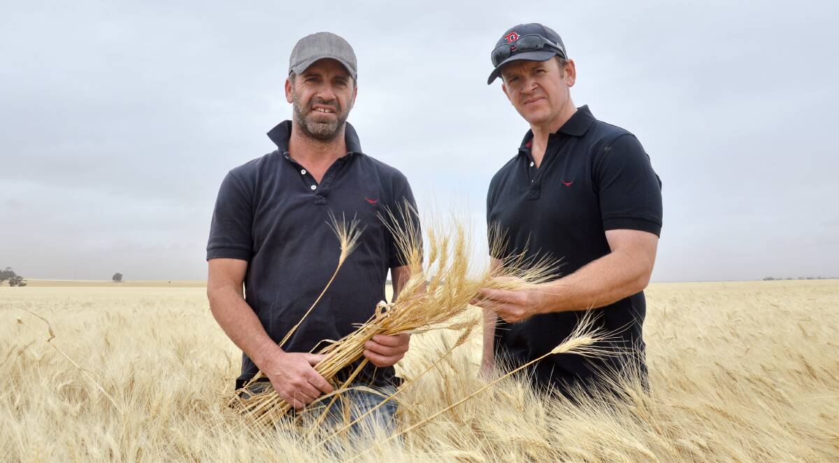 TOP CROP: Brother Nick and Simon May are the fourth generation on-farm south of Balaklava. They grew DBA-Aurora durum for the first time in 2015, which achieved low screenings and test weights despite the dry end to the season.