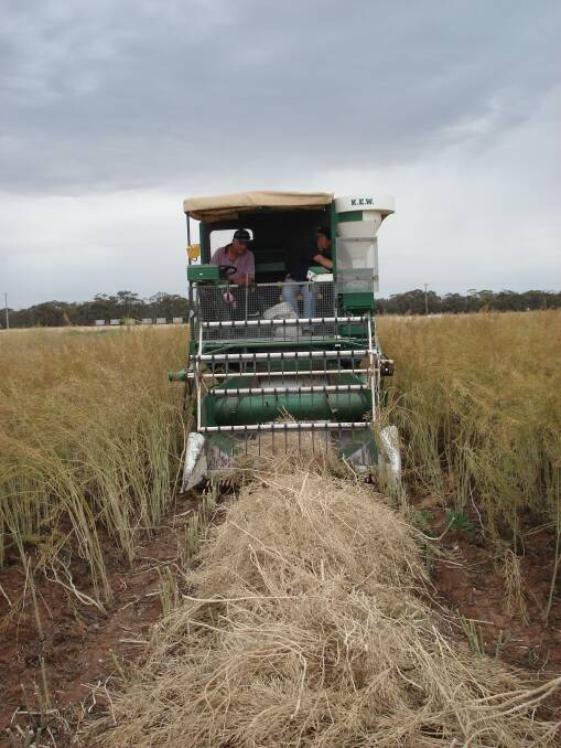HARVEST OPTIONS: Canola growers who have traditionally windrowed (as pictured) prior to harvest are being encouraged to consider direct-heading as an alternative option in at least a portion of this year’s crop. Photo: GRDC