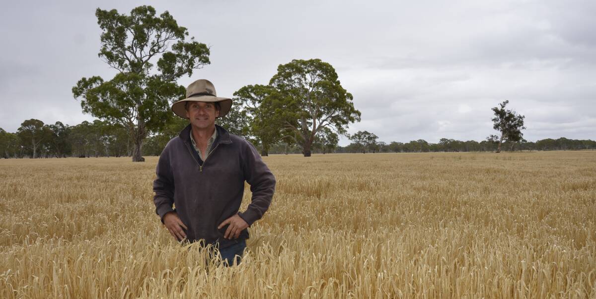 GET GOING: David Malpas, Lucindale, with his soon-to-be-harvested Grange barley. Mr Malpas also grew Trojan for seed this year, which he expects will become his major wheat variety going forward after pleasing results.