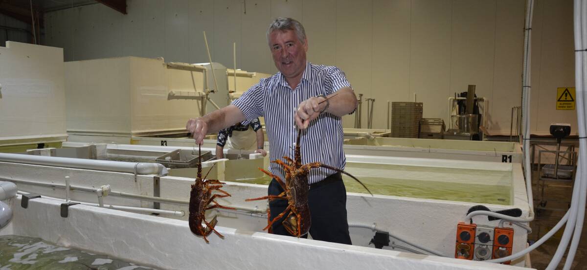 FESTIVE FARE: Ferguson Australia managing director Andrew Ferguson with some southern rock lobster from the tanks at the family's main Adelaide office at Hendon.