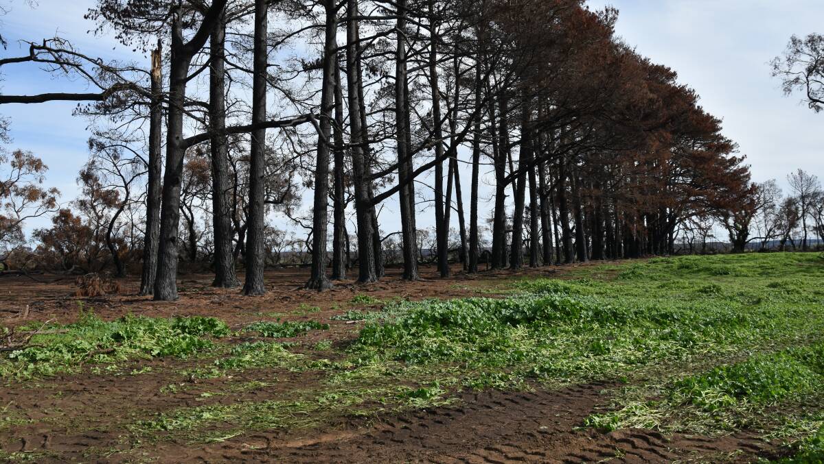 DIRT WATCH: Regrowth has begun on land affected by bushfires during summer, but soil experts warn there can be long-term effects, such as reduced nutrient availability for a number of years.