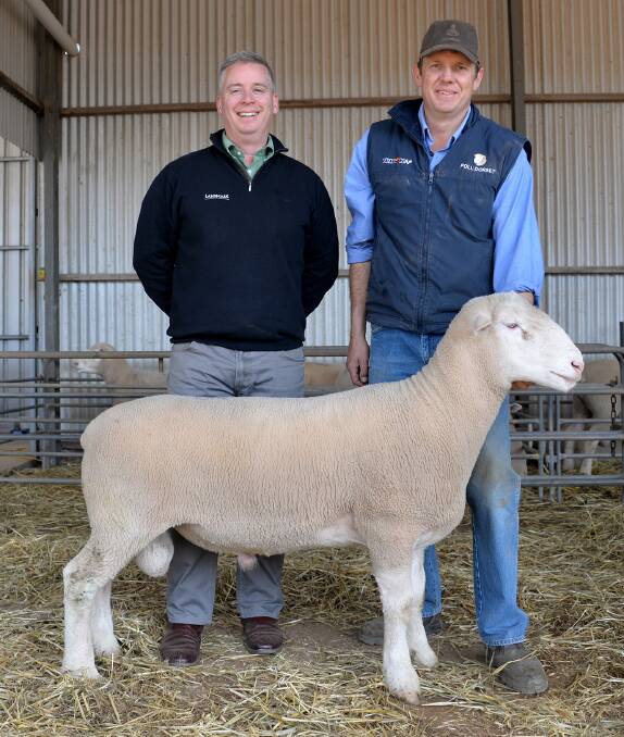 Glen Devon co-principal Lachlan Hart holding the ram purchased for the sale’s top price of $2000 by Haydn Lines, Keith, for his new Poll Dorset stud venture. Also pictured is Landmark auctioneer Gordon Wood (right).