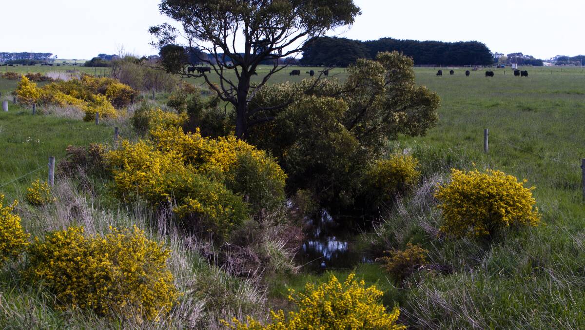 Gorse is a declared weed of national significance, forming dense, spiny thickets that reduce available pasture, outcompete native vegetation and provide cover for feral foxes and rabbits. 