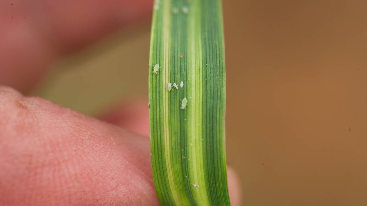 Leaf damage caused by Russian wheat aphid.