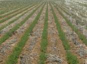 The Australian chickpea industry looks set to see a big plant this year. Photo by Gregor Heard.