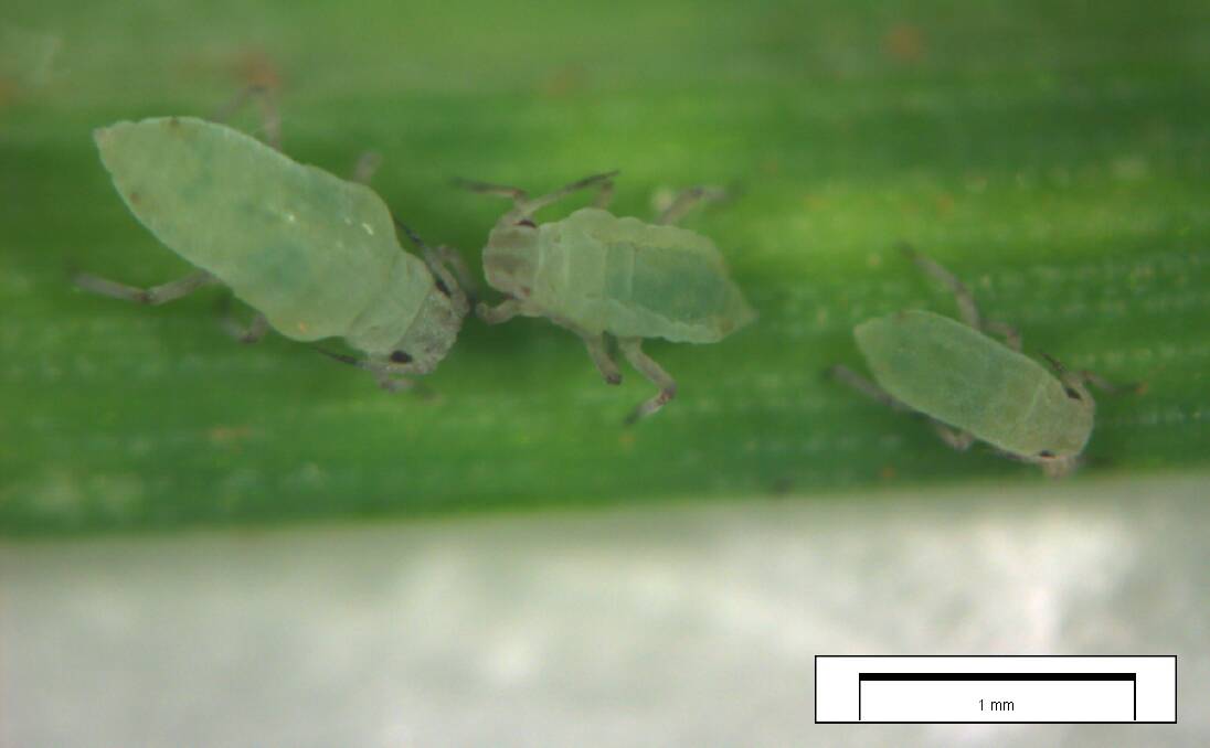 A colony of Russian wheat aphids.