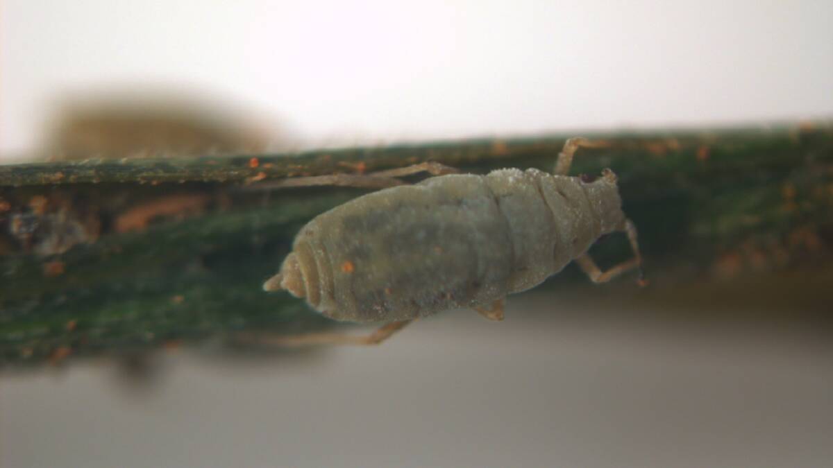 The Russian wheat aphid up close