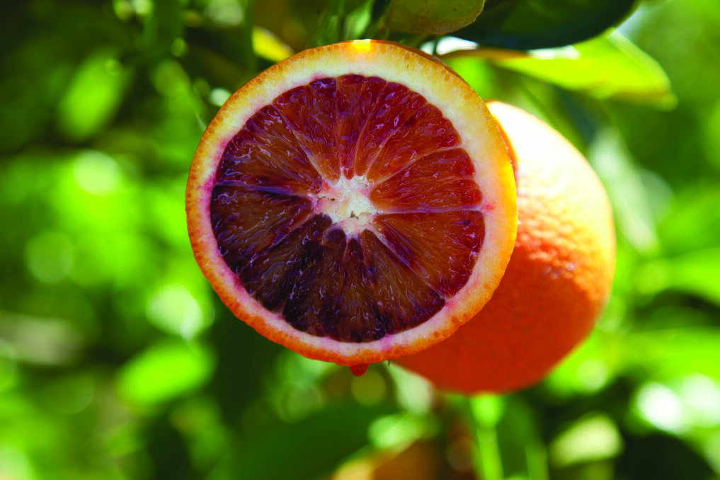 RED HOT: Australian blood oranges, with their distinctive red flesh, can now be exported to South Korea.