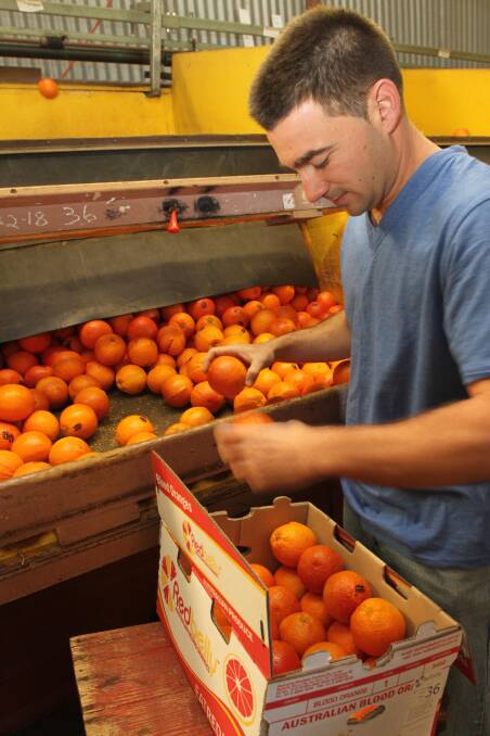 NEW OPPORTUNITY: Redbelly Citrus owner Vito Mancini says the opening up of South Korea to Australian blood oranges will help his business.