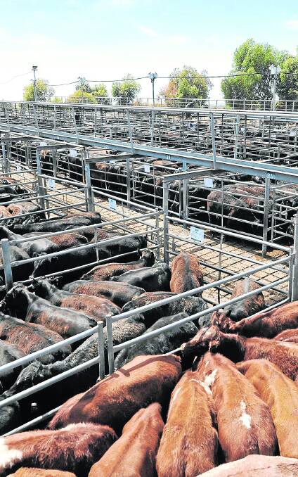 PRICES SOAR: Wet weather throughout Australia has pushed cattle sales to new highs at major markets, including SA.