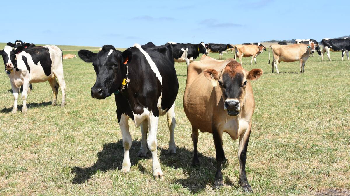 Dairy grants equal 1.51m as code talks stall Stock Journal SA