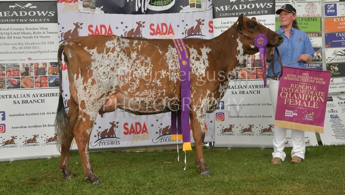 Brittany Wallis at the 2023 Royal Adelaide Show with Blue Ridge Laines Oblivious, which achieved first in the two-year-old in-milk heifer class and was reserve intermediate Ayrshire champion. Picture supplied
