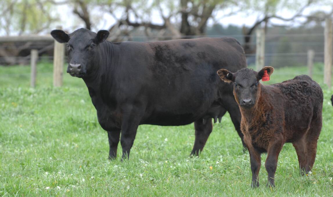 Stock Journal's Beef Week 2024 A Showcase of best of SA breeding