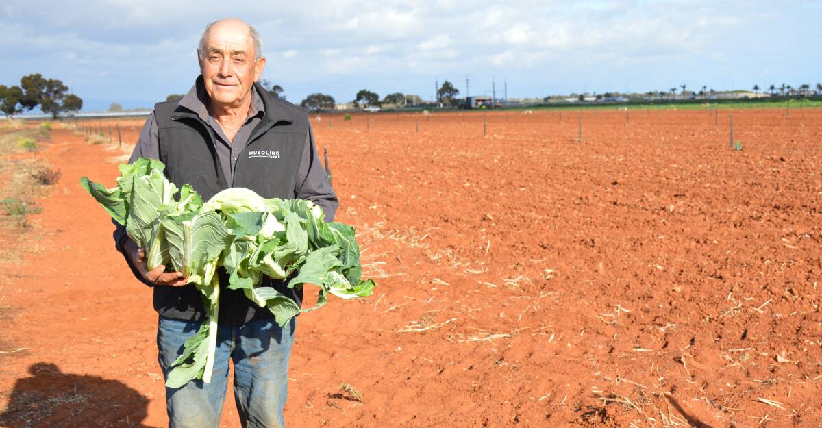 SA grower of the year Frank Musolino with some of his cauliflower on the Virginia plains. Picture by Elizabeth Anderson