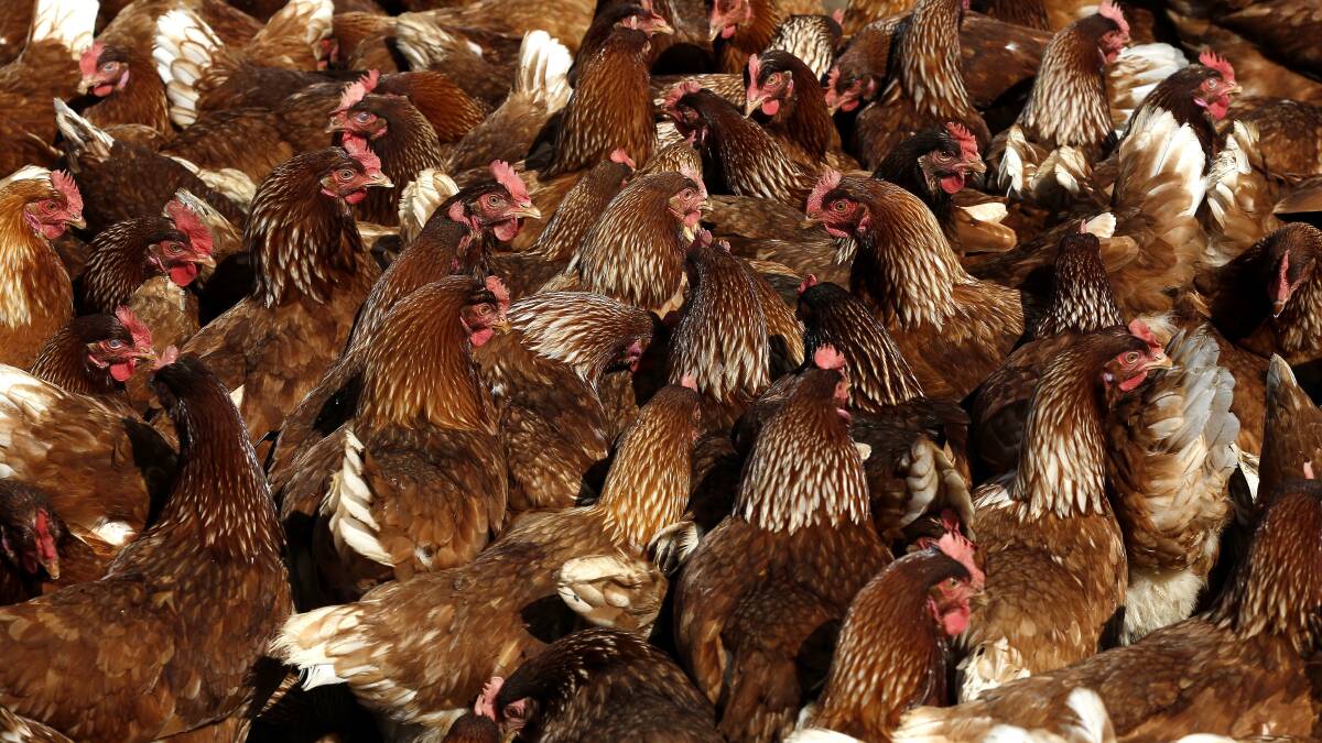 Surveillance is continuing to ensure SA remains free of avian flu. File picture