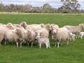 Lamb results have been varied this year. File picture