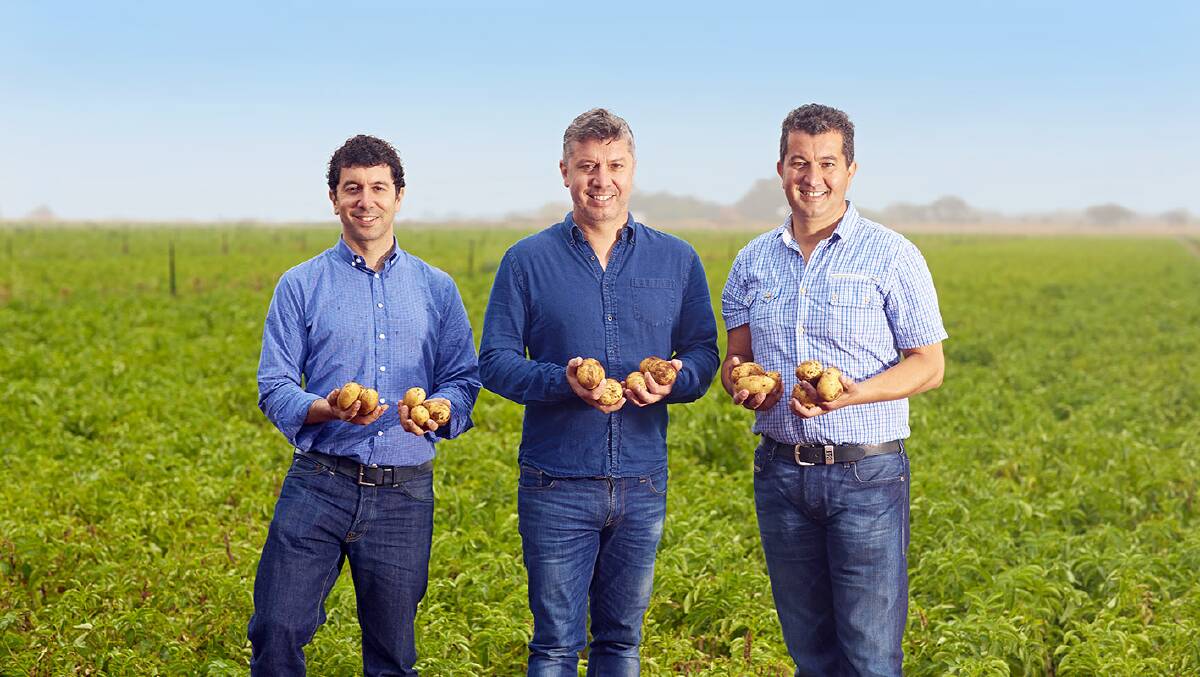 HOT CHIPS: Darren, Frank and John Mitolo, Virginia, in their crop of the Gourmandine potato variety.