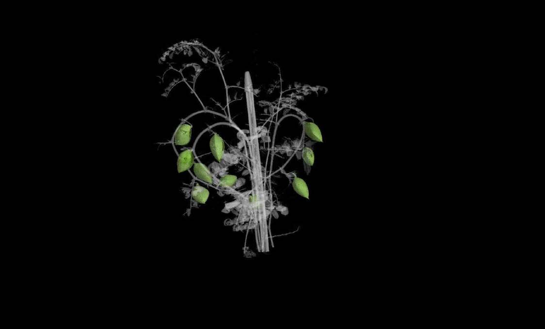 An X-ray micro CT scan of a whole, living chickpea plant. Picture supplied by Australian Plant Phenomics Facility 
